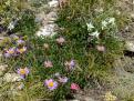 Chou  Edelweiss  Joubarbe et Aster