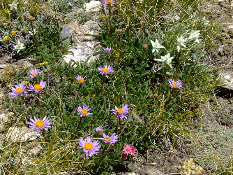 Chou  Edelweiss  Joubarbe et Aster