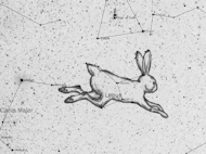 Lepus